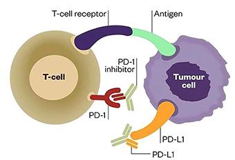 小普課堂-腫瘤突變負(fù)荷(Tumor Mutation Burden，TMB)