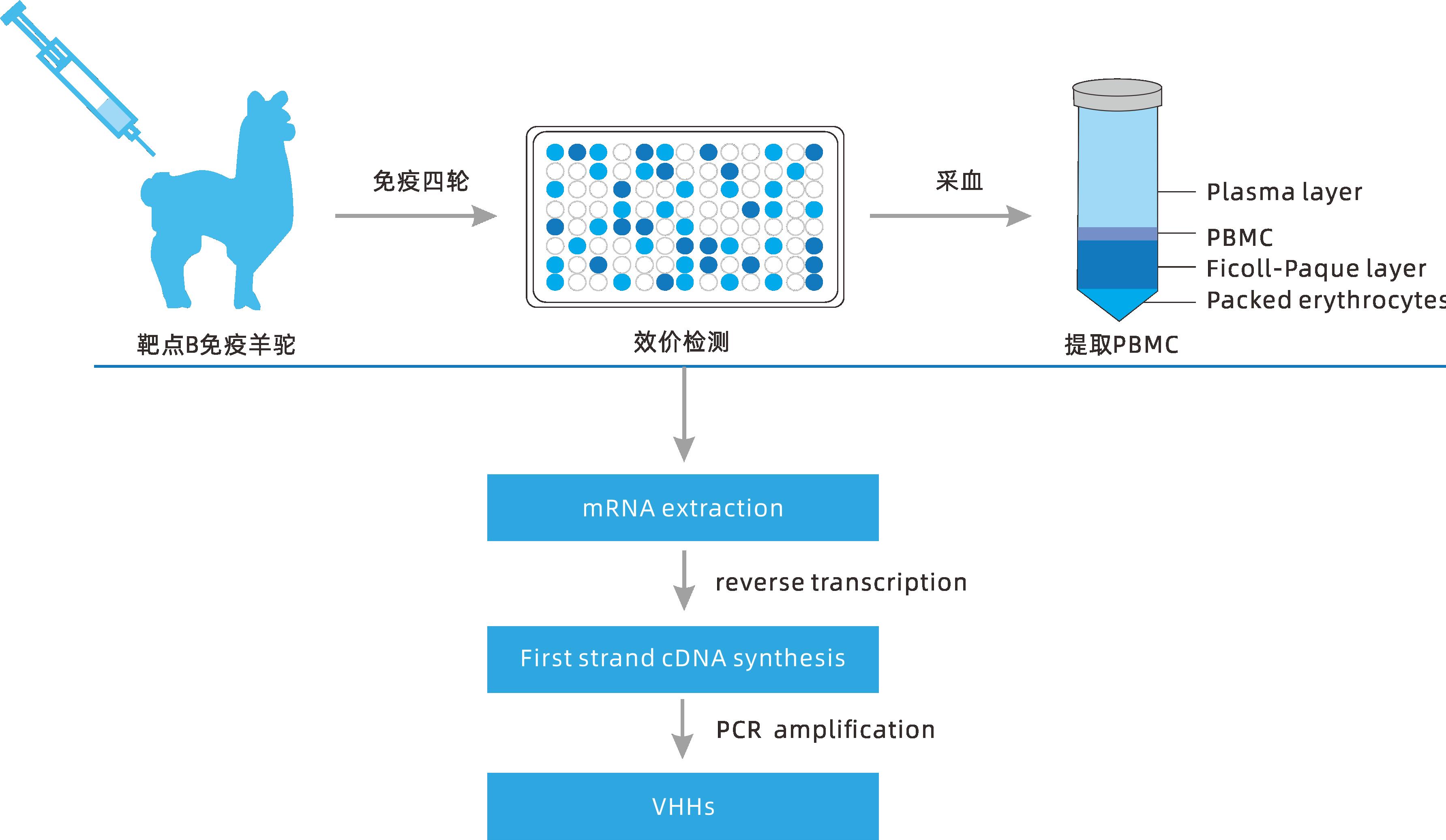 小分子大作用 ▏研發(fā)新動(dòng)力，聚焦納米抗體