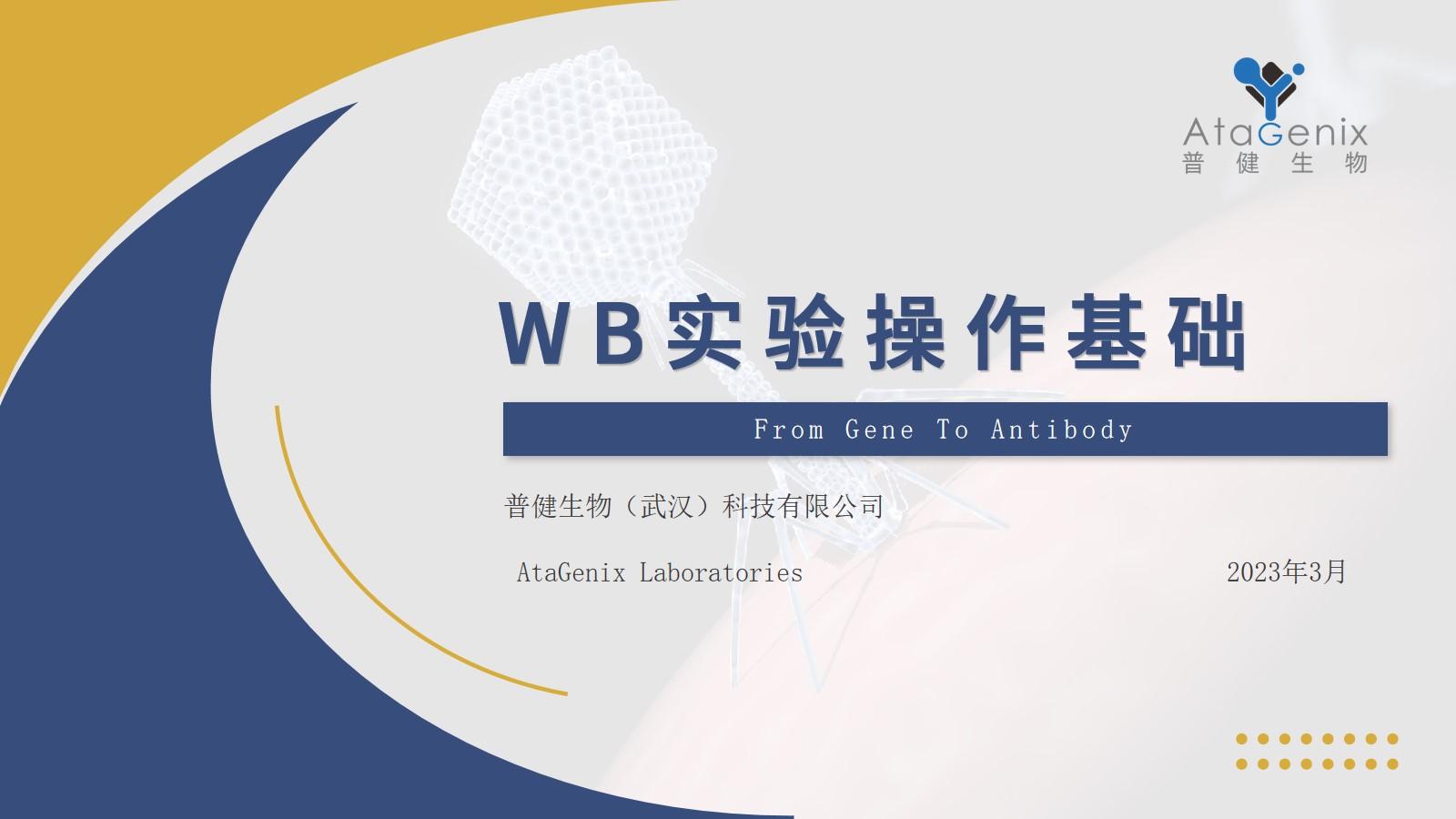 【基礎實驗一篇搞定】蛋白質(zhì)免疫印跡（Western Blot) WB實驗方法