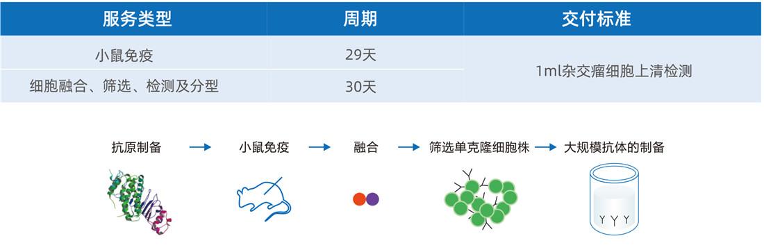 雜交瘤細胞開發(fā)-鼠單克隆抗體僅需59天