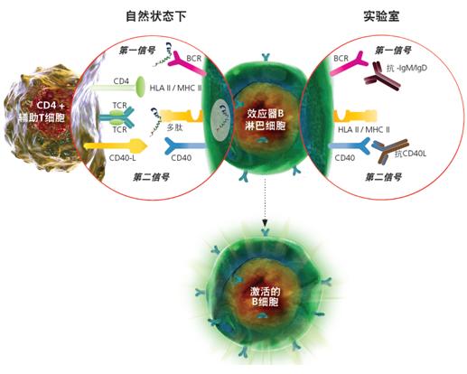 SHP2分子鑒定、重組表達(dá)及免疫學(xué)研究